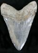 Large Megalodon Tooth - South Carolina #22589-2